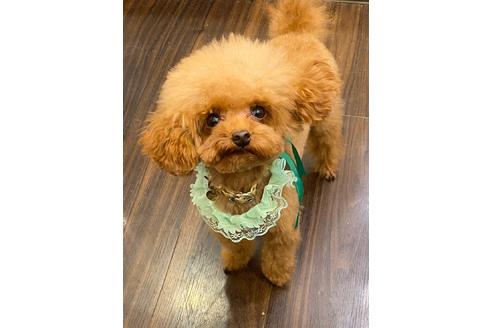販売中のティーカッププードルの親犬